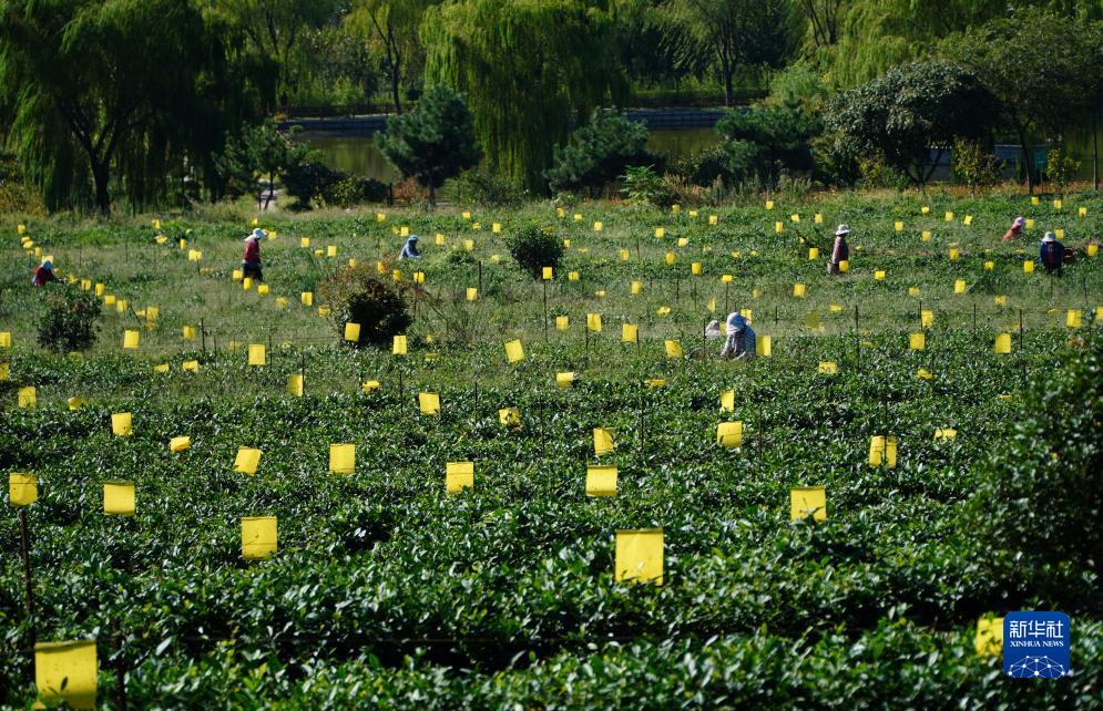 金皇冠3打码